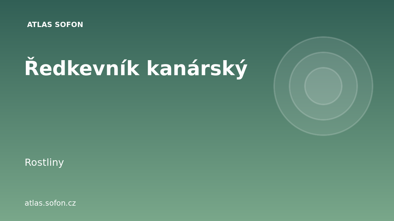 Ředkevník kanárský