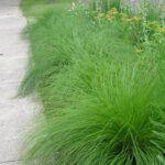 sporobolus-heteroleplis-prairie-dropseed-sidewalk