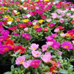 srucha-smes-barev-portulaca-grandiflora-osivo-sruchy-03-g.jpg
