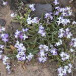 Večernice kanárská stock-matthiola-bolleana-bob-gibbonsscience-photo-library