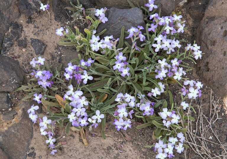 Večernice kanárská stock-matthiola-bolleana-bob-gibbonsscience-photo-library