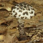 strobilomyces-strobilaceus1