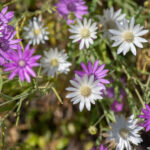 suchokvet-rocni-smes-xeranthemum-annuum-semena-100-ks.jpg