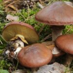 suillus-luteus-4