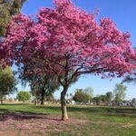 tabebuia-rosea