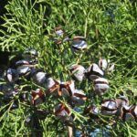 tetraclinis-articulata