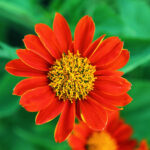 titonie-okrouhlolista-tithonia-rotundifolia-semena-titonie-60-ks.jpg