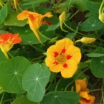 topma_20030917_081152.jpg
