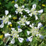 tordylapulherb1