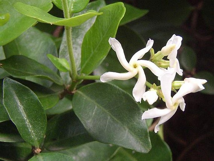 Trachelospermum jasminoides