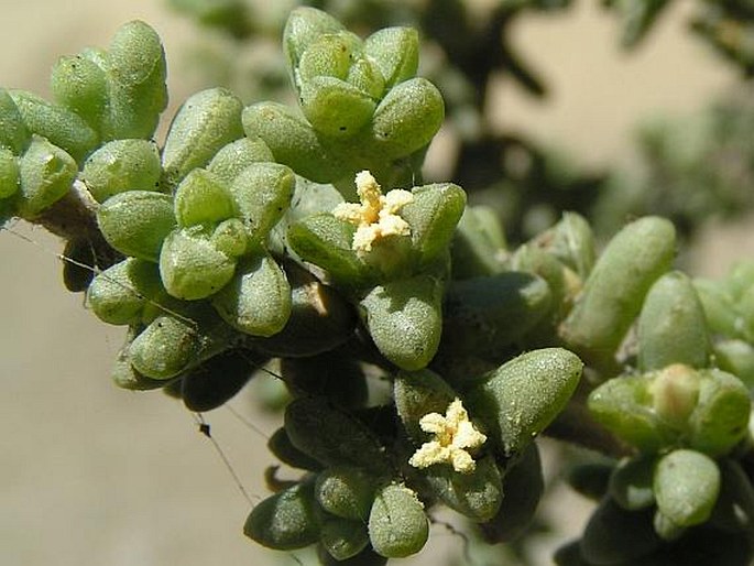 Traganum moquinovo