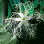 trichosantes-anguina-fiore-768×1024