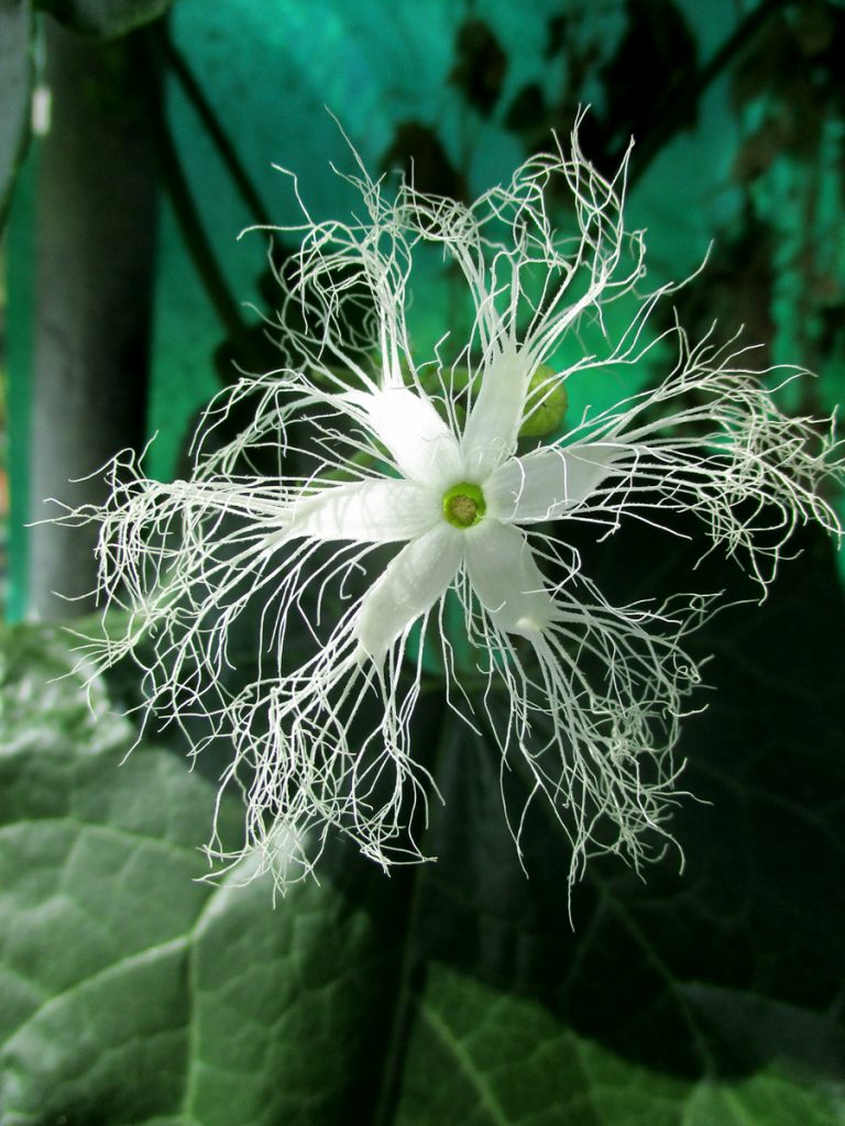 Trichosanhes anguina