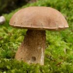 tylopilus-felleus6