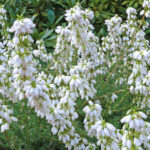 Vřesovec popelavý unnamed