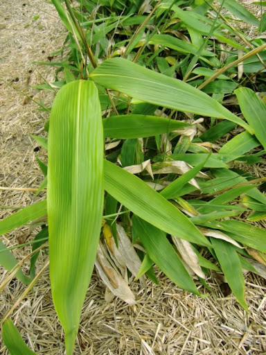 Indocalamus tesselatus