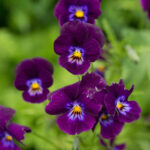 violka-twix-f1-violet-flare-viola-cornuta-semena-20-ks.jpg
