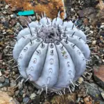 Copiapoa cinerea wduxi1mf5p021.jpg