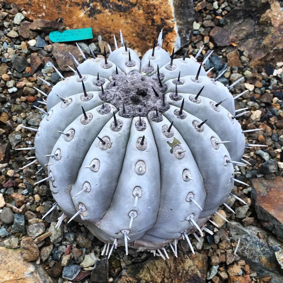 Copiapoa cinerea