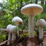 white-amanita-verna-mushrooms-growing-600nw-2024817860.jpg
