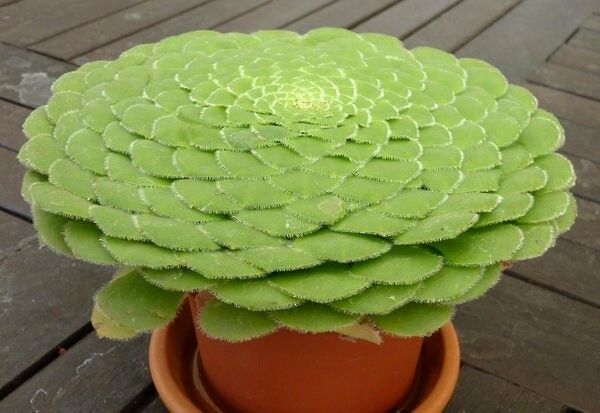 Aeonium talířovité