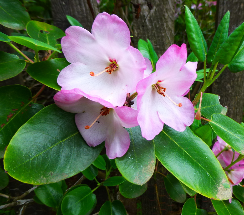 Rododendron souliei