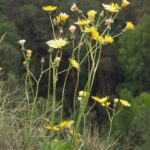 0418-Hieracium_bifidum-Vranov-5.04_-_14197888377_19d273fd79_o