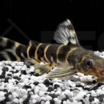 060325_synodontis-brichardi_brichards-fiederbartwels_01