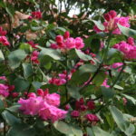 0_Rhododendron_-_Celles_(Hainaut)_2