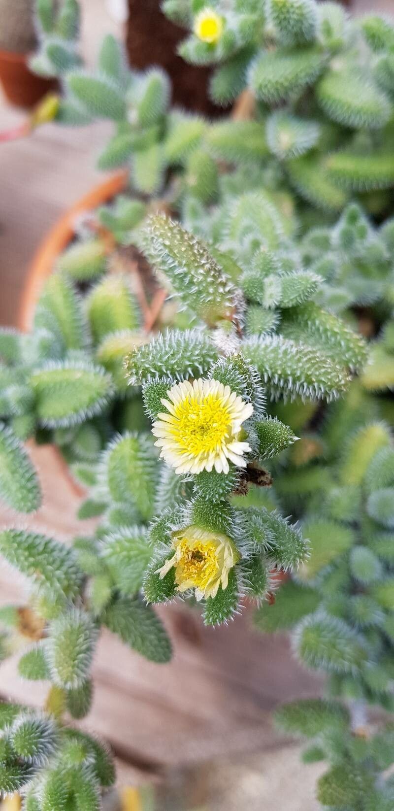 Delosperma pruinosum