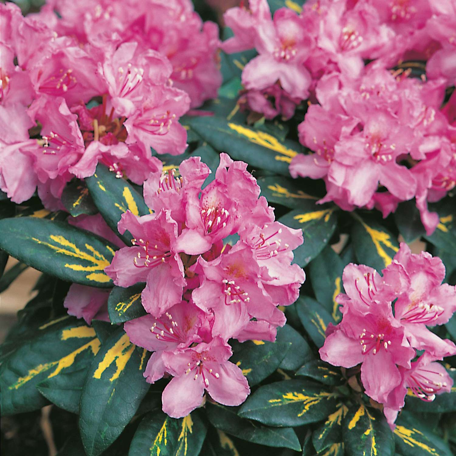 Rododendron ´fichte´