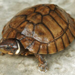 1-philippine-forest-turtle-edit-768×512