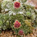 1-saxifraga-grisebachii-adrian-thomasscience-photo-library