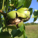 1.Juglans_regia_fruit
