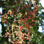 1.Pistacia_mutica_fruits