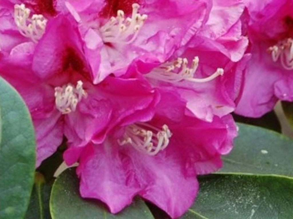 Rododendron ´eva´