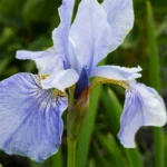 100532_perry-blue.jpg