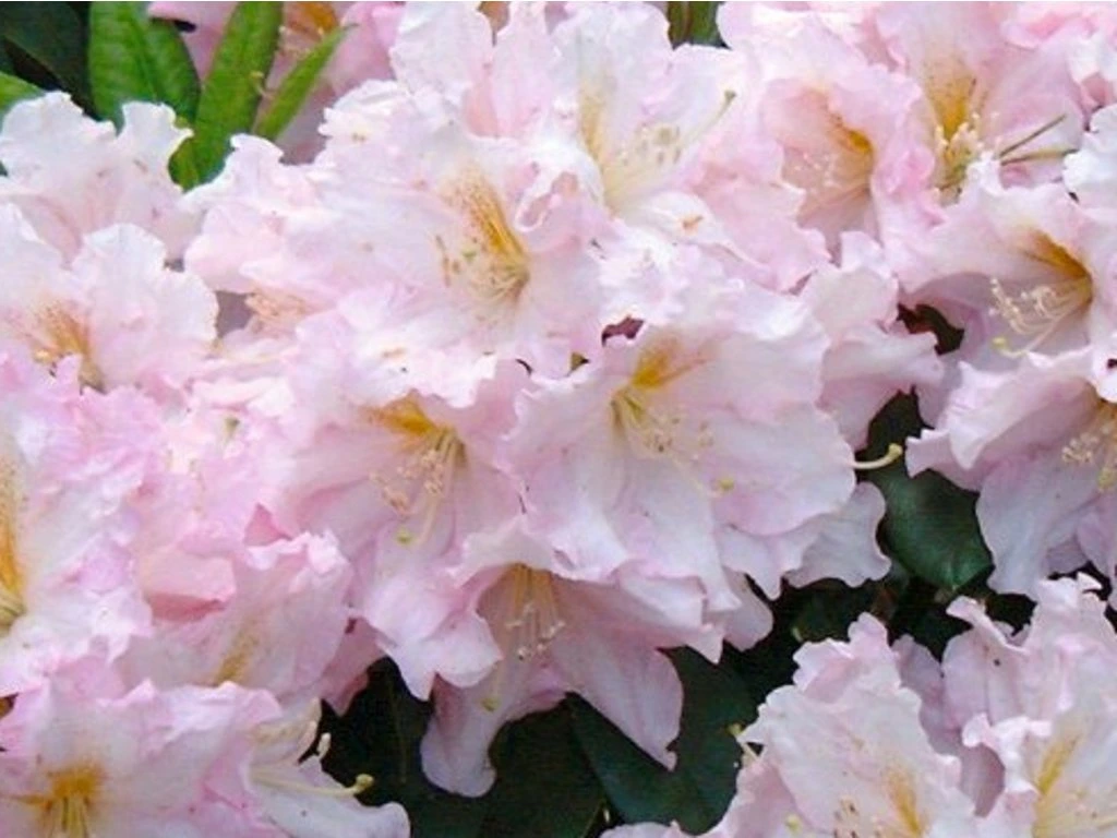 Rododendron ´dagmar´