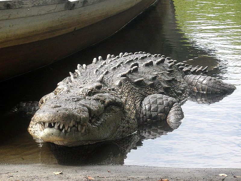Krokodýl moreletův