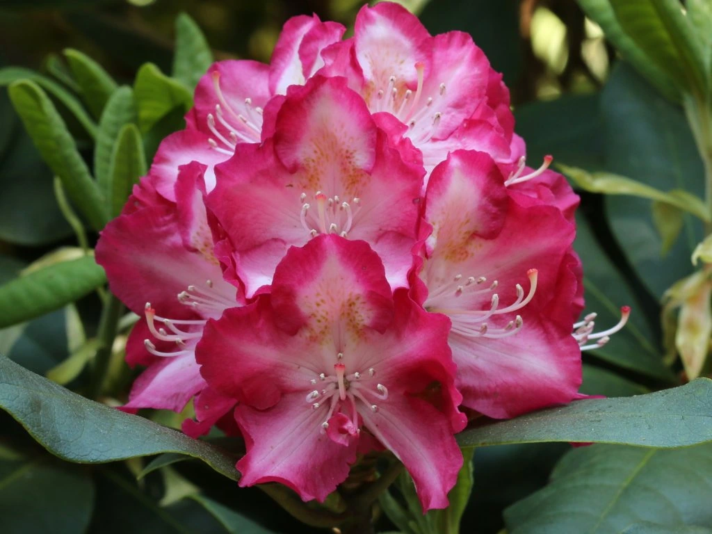 Rododendron ´marka´