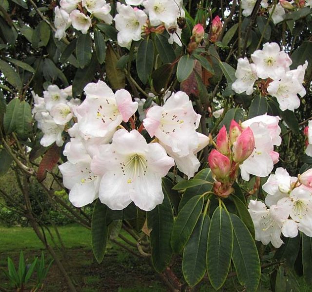 Rododendron griffithianum