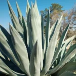 113555_agave.jpg