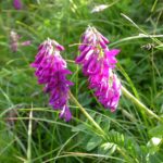 1143-Hedysarum_hedysaroides-Švýc.-7.04