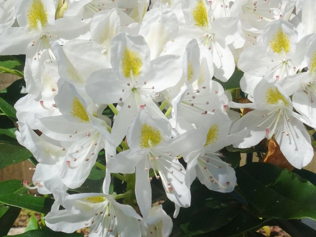 Rododendron ´madame masson´