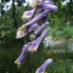 1200px-Aconitum_moldavicum_1-OB9