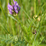 1200px-Astragalus_danicus_-_aas-hundihammas