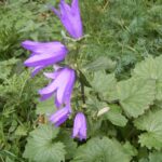1200px-Campanula_trachelium_plant2