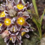 1200px-Caralluma_burchardii_IMGP8282