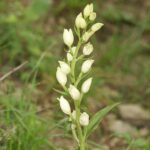 1200px-Cephalanthera_damasonium_210505