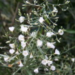 1200px-Convolvulus_floridus_03